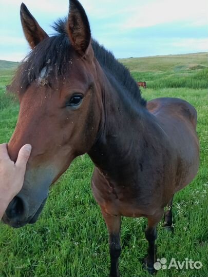 Кобыла с жеребенком