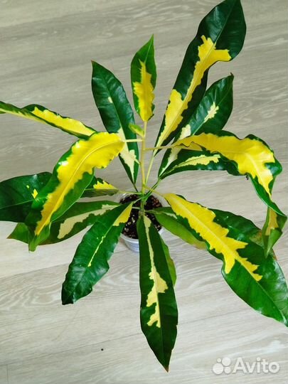 Кротон хукерианум