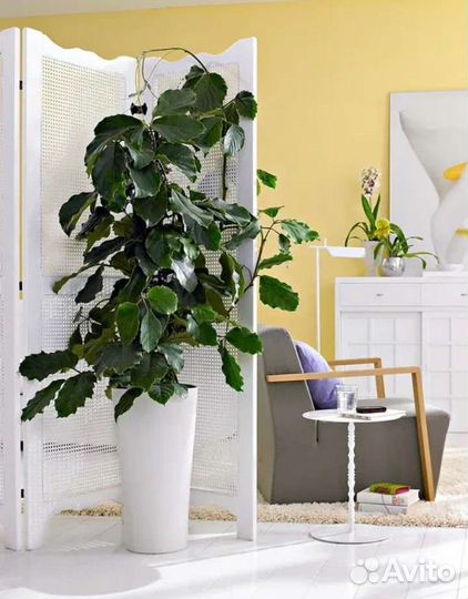 Тетрастигма- домашний виноград