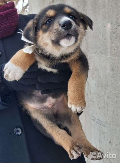 Щенок в добрые руки бесплатно