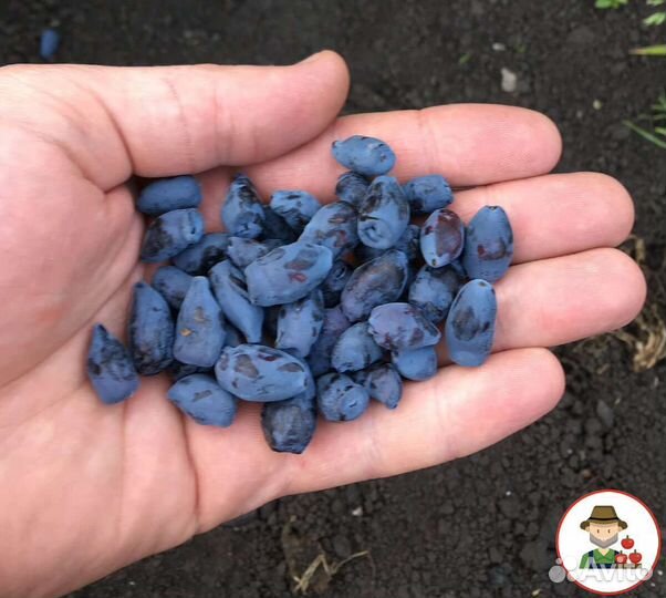 Жимолость ягоды свежие