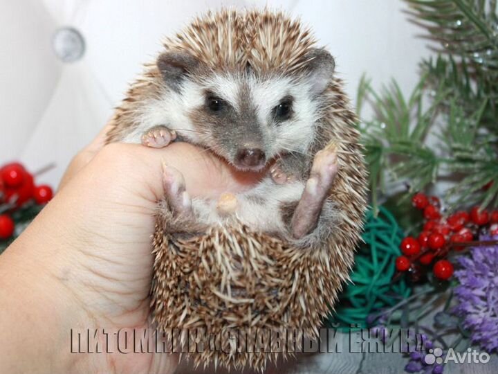 Африканский ежик. Мальчик 2.5 мес