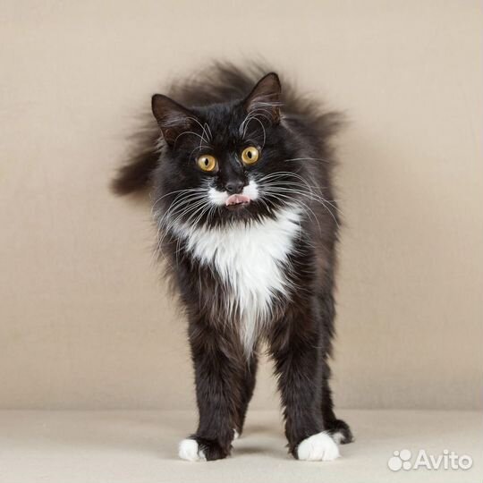 Котик Сироп в дар, в добрые руки