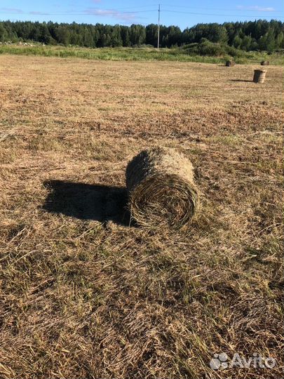 Сено луговое в рулонах