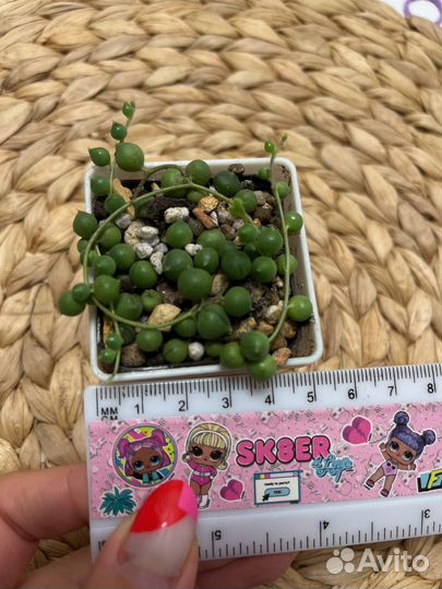 Крестовник роули