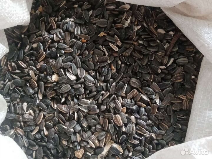 Семечки Подсолнечника Корм для Птицы Животным