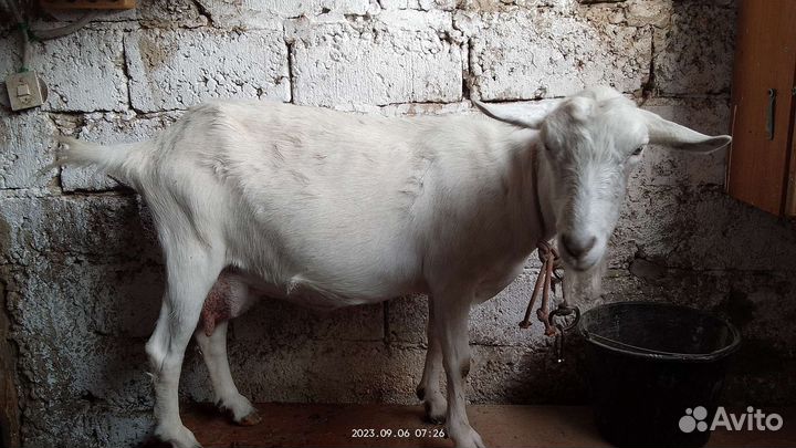 Дойная коза