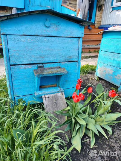 Продам пчелосемьи