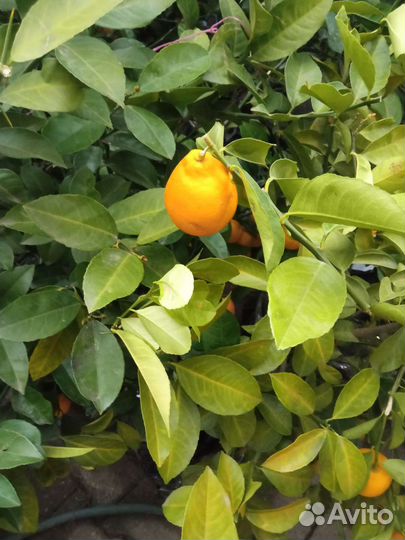 Лимон Мейера цитрон