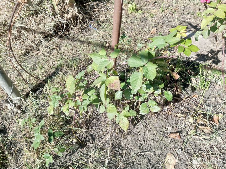 Саженцы ежевики