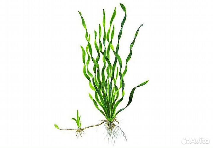 Валлиснерия