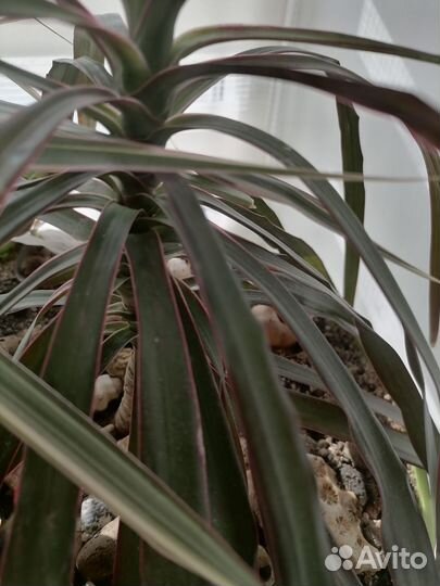 Комнатные цветы драцена