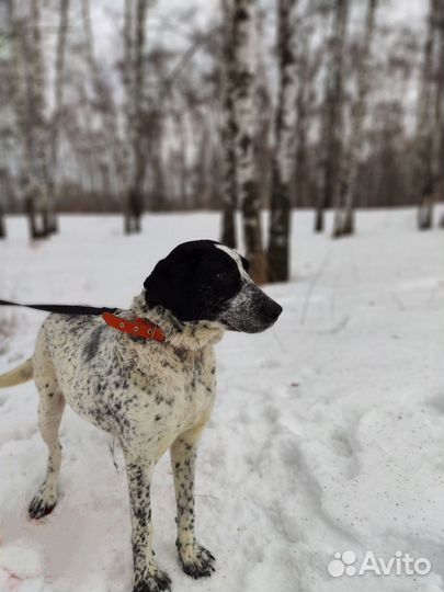 Собака в добрые руки из приюта