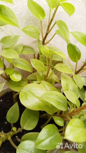 Пеперомия пикси лайм