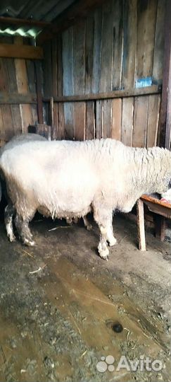 Баран на зарез