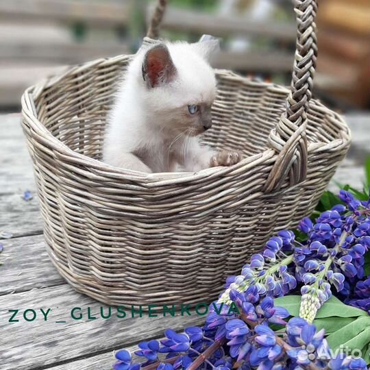 Плетеные корзины