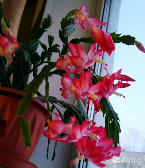 Шлюмбергера