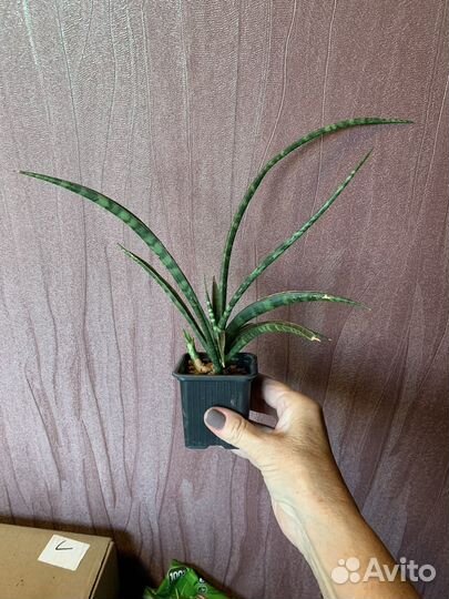 Сансиеверия