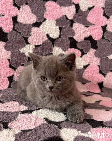 Британские котята