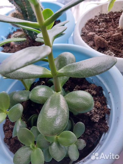 Кактусы, Золотой ус, Тещин язык, алоэ