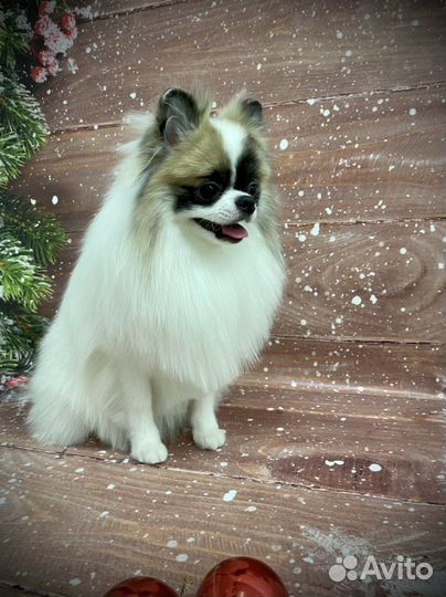 Стрижка собак и кошек груминг