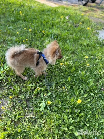 Померанский шпиц