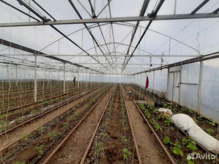 Теплица металлическая