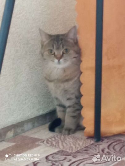 Кошка