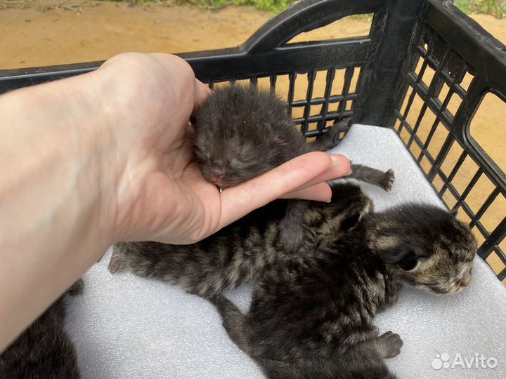 Котята в добрые руки