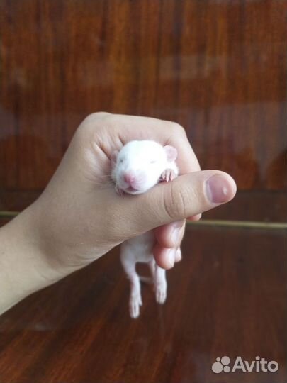 Крысенок дамбо