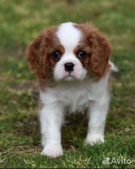 Кавалер кинг чарльз спаниель