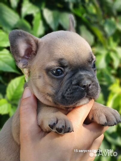 Французский бульдог