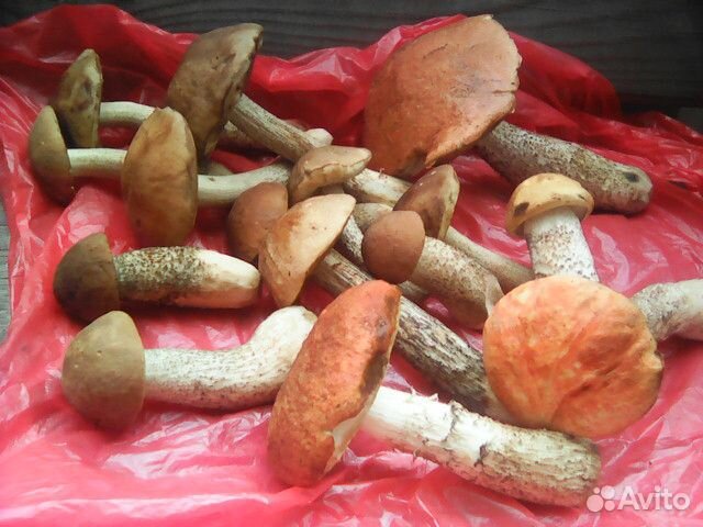 Подберезовики Подосиновики Боровики свежесобранные