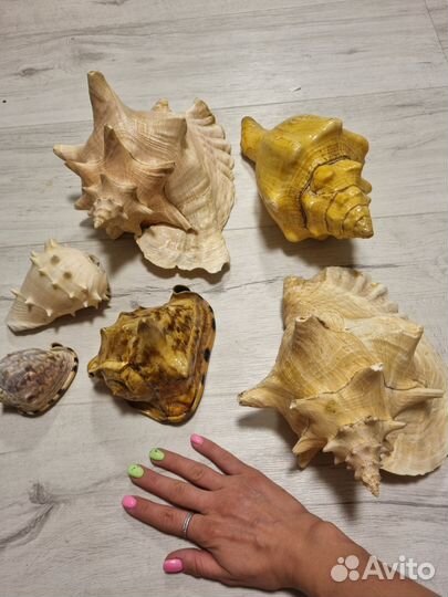 Ракушки декор