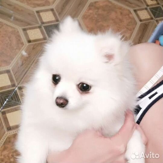 Передержка домашних животных