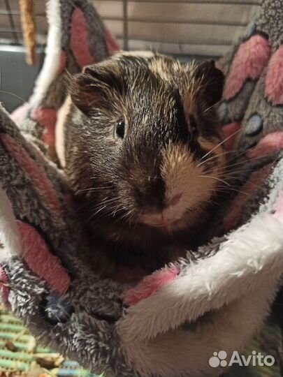 Морская свинка бесплатно