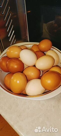 Домашние куриные яйца