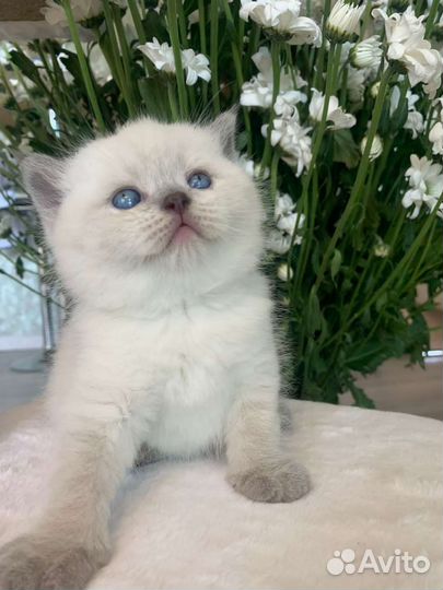 Кошки шотландцы