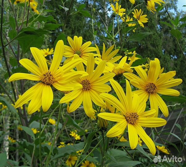 Топинамбур, клубни