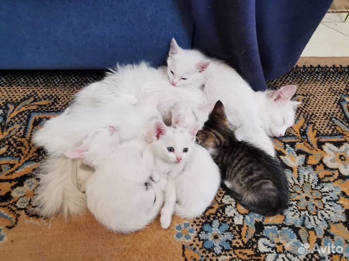 Отдаем котят