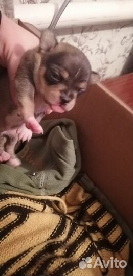 Щенки чихуахуа