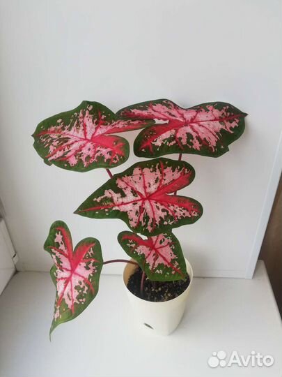 Каладиум Кэролин Уортон