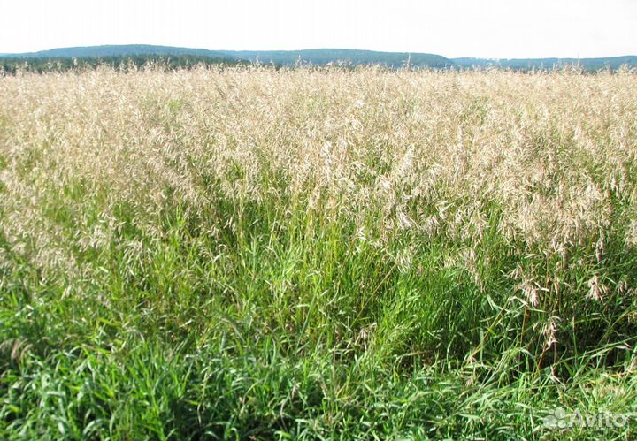 Семена Кострец безостый