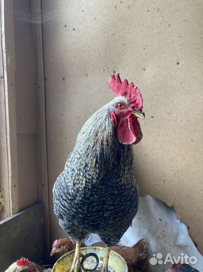 Домашние куриные яйца