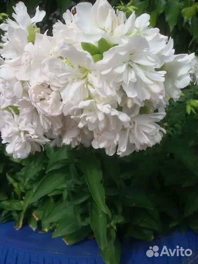 Жасмин многолетний