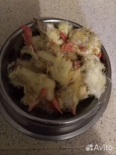 Корм для животных суточные цыплята замороженные