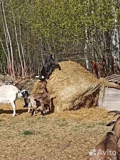 Коза альпийская нубийская