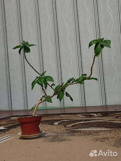 Гибискус китайская роза