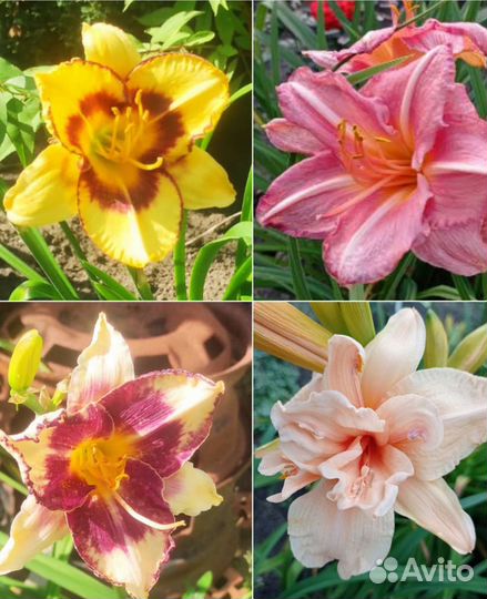 Лилейники сортовые