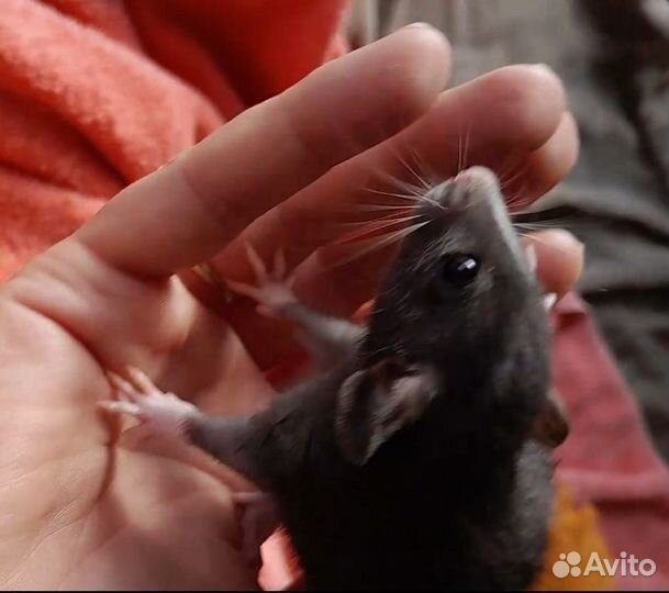 Крысята дамбо